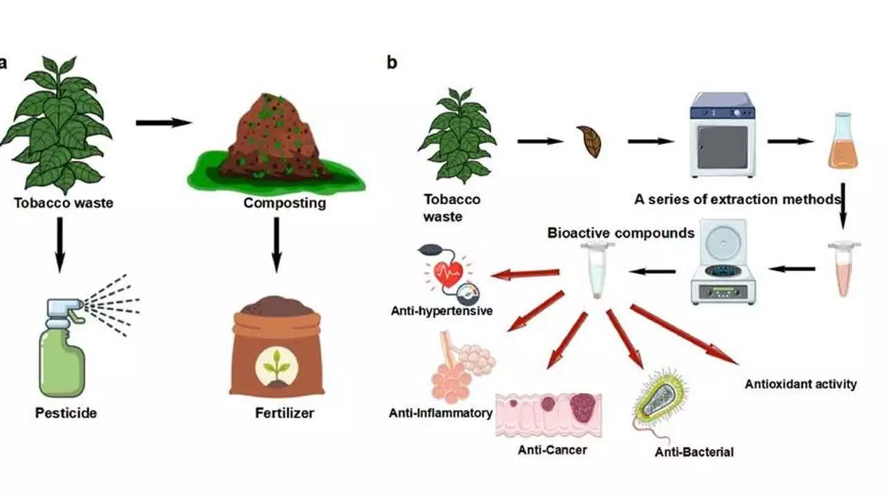 Tobacco May Well Be The Future Of Pharmaceutical Production